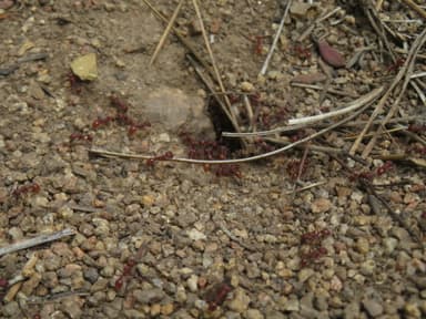 Pogonomyrmex montanus photo 36
