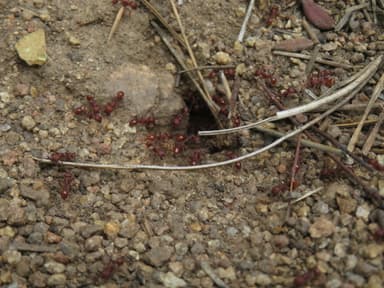 Pogonomyrmex montanus photo 37