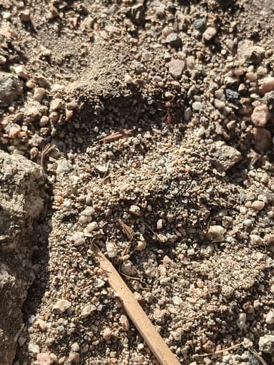 Pogonomyrmex montanus photo 38