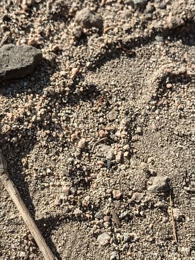 Pogonomyrmex montanus photo 39