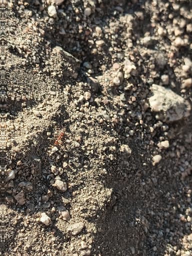 Pogonomyrmex montanus photo 40