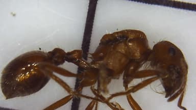 Pogonomyrmex montanus photo 41