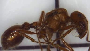 Pogonomyrmex montanus photo 42