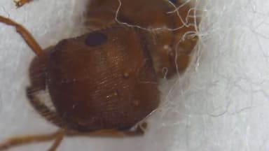 Pogonomyrmex montanus photo 44