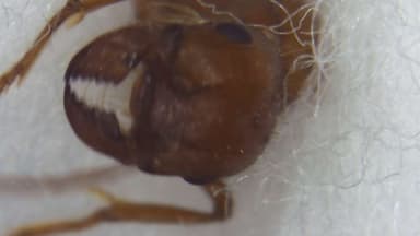Pogonomyrmex montanus photo 45