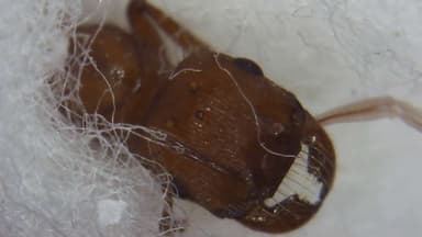 Pogonomyrmex montanus photo 46