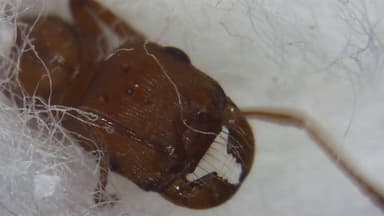 Pogonomyrmex montanus photo 47