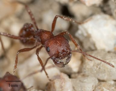 Pogonomyrmex montanus photo 49