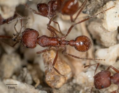 Pogonomyrmex montanus photo 50