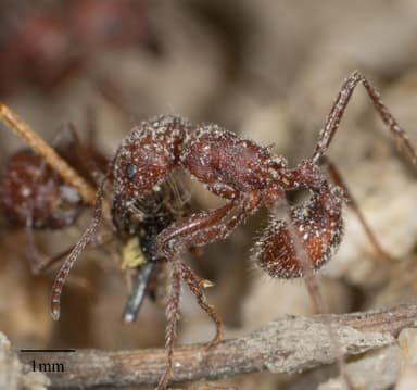 Pogonomyrmex montanus photo 51