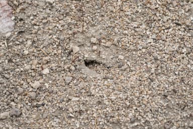 Pogonomyrmex montanus photo 52