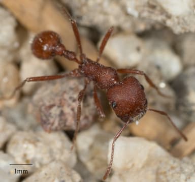 Pogonomyrmex montanus photo 53