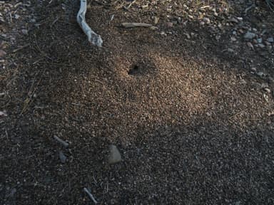 Pogonomyrmex montanus photo 56