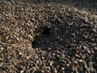 Pogonomyrmex montanus photo 57
