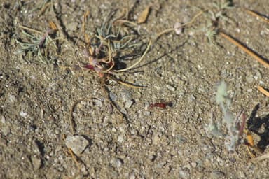 Pogonomyrmex montanus photo 59
