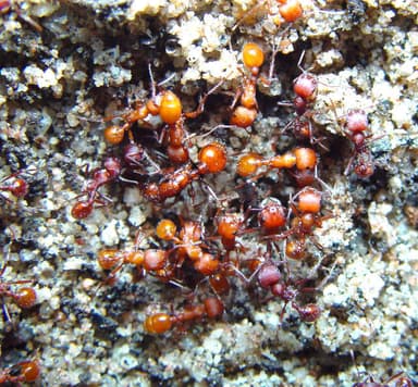 Pogonomyrmex montanus photo 62