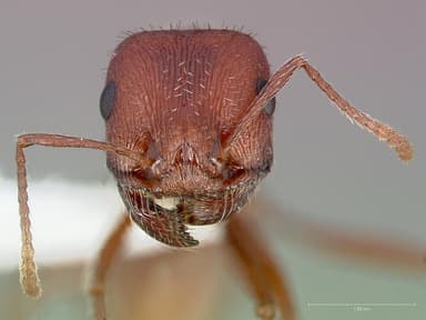 Pogonomyrmex montanus — queen photo 1