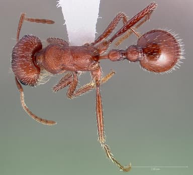 Pogonomyrmex montanus — queen photo 2