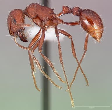 Pogonomyrmex montanus — queen photo 3