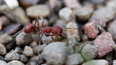Pogonomyrmex occidentalis photo 19