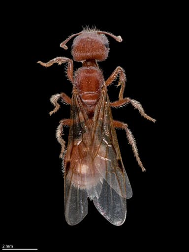 Pogonomyrmex occidentalis — queen photo 21