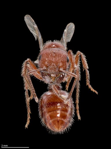 Pogonomyrmex occidentalis — queen photo 22