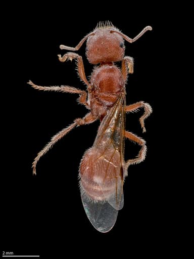 Pogonomyrmex occidentalis — queen photo 24