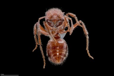 Pogonomyrmex occidentalis — queen photo 25