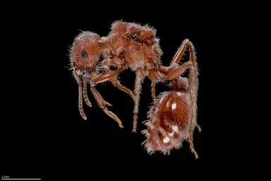 Pogonomyrmex occidentalis — queen photo 26