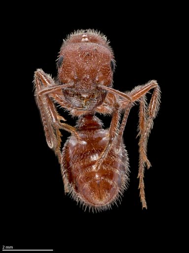 Pogonomyrmex occidentalis — queen photo 28
