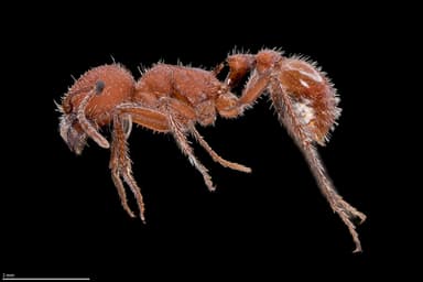 Pogonomyrmex occidentalis — queen photo 29