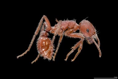 Pogonomyrmex occidentalis — queen photo 30