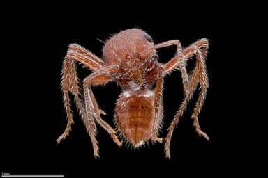 Pogonomyrmex occidentalis — queen photo 32