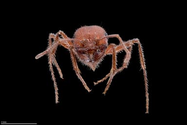 Pogonomyrmex occidentalis — queen photo 33