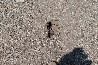 Pogonomyrmex occidentalis — queen photo 34