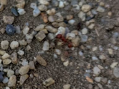 Pogonomyrmex occidentalis — queen photo 37