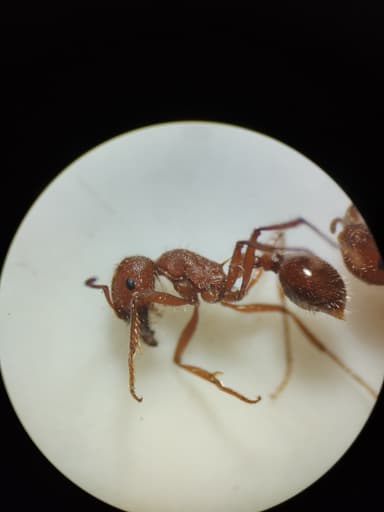 Pogonomyrmex occidentalis photo 38