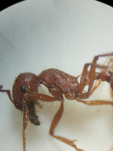 Pogonomyrmex occidentalis photo 39