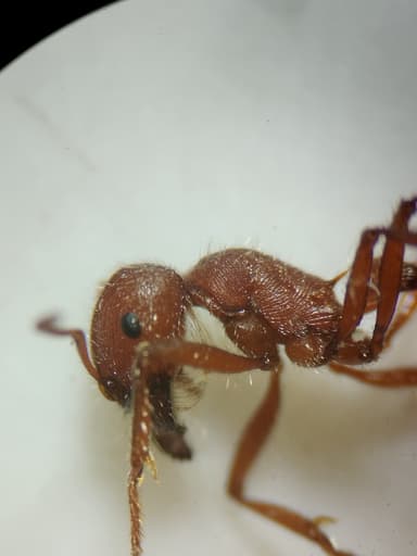 Pogonomyrmex occidentalis photo 40
