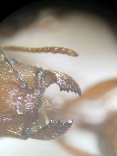 Pogonomyrmex occidentalis photo 41