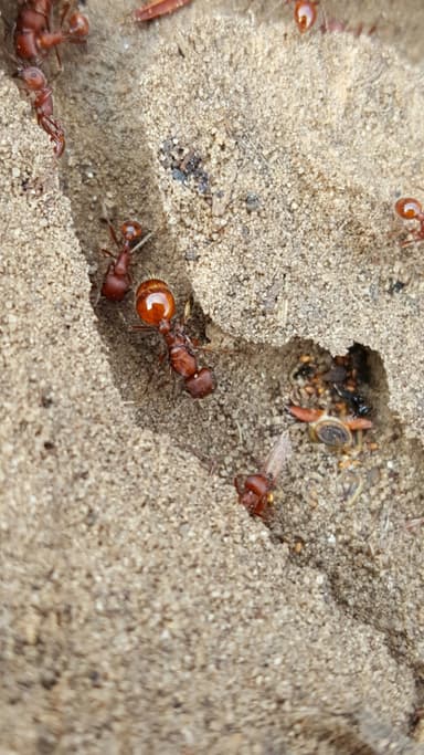 Pogonomyrmex occidentalis — colony photo 42