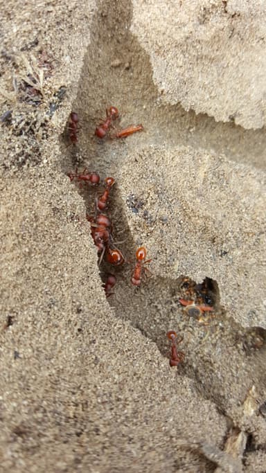 Pogonomyrmex occidentalis — colony photo 43