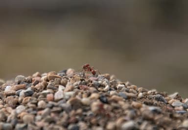 Pogonomyrmex occidentalis photo 45