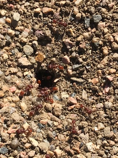 Pogonomyrmex occidentalis photo 46