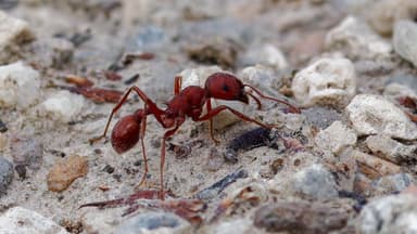 Pogonomyrmex occidentalis photo 47