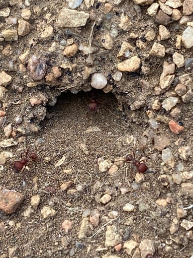 Pogonomyrmex occidentalis photo 49