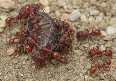 Pogonomyrmex occidentalis — worker photo 50