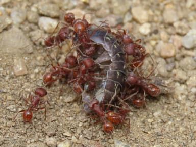 Pogonomyrmex occidentalis — worker photo 53