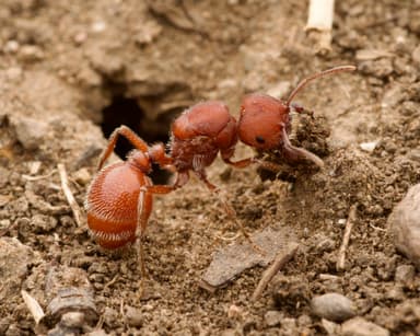 Pogonomyrmex occidentalis photo 58