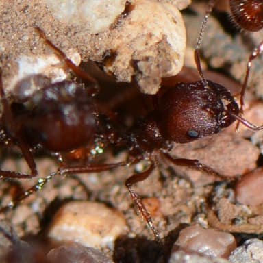 Pogonomyrmex occidentalis — colony photo 66
